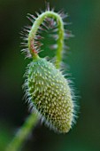 PAPAVER RHOEAS, POPPY