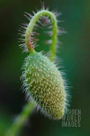 PAPAVER_RHOEAS_POPPY