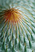 ONOPORDUM ACANTHIUM, THISTLE - SCOTCH THISTLE, COTTON THISTLE