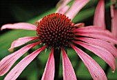 ECHINACEA PURPUREA, ECHINACEA, PURPLE CONEFLOWER