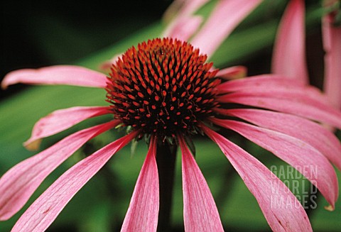 ECHINACEA_PURPUREA_ECHINACEA_PURPLE_CONEFLOWER