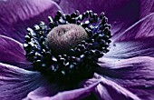 ANEMONE PAVONINA, ANEMONE