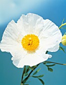 ROMNEYA COULTERI WHITE CLOUD, TREE POPPY