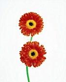 GERBERA, GERBERA