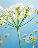 HERACLEUM SPHONDYLIUM, HOGWEED