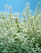 THYMUS, THYME