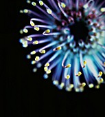 LEUCOSPERMUM, PINCUSHION