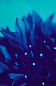 CENTAUREA CYANUS, CORNFLOWER