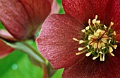 HELLEBORUS HYBRIDUS, HELLEBORE