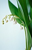 CONVALLARIA MAJALIS, LILY-OF-THE-VALLEY