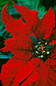 EUPHORBIA PULCHERRIMA, POINSETTIA