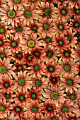 CHRYSANTHEMUM, DAISY, CHRYSANTHEMUM