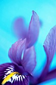 IRIS RETICULATA HARMONY, IRIS