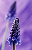 MUSCARI, GRAPE HYACINTH