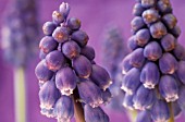 MUSCARI, GRAPE HYACINTH