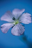 LINUM USITATISSIMUM, LINSEED, FLAX