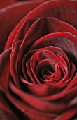 ROSA BLACK BACCARA, ROSE