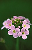 CARDAMINE PRATENSIS