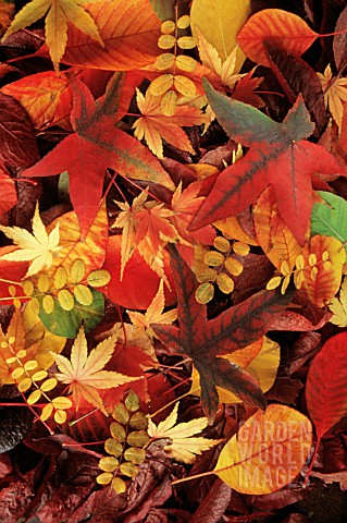 MIXED_AUTUMN_LEAVES