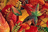 MIXED AUTUMNAL LEAVES