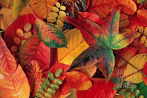MIXED_AUTUMNAL_LEAVES
