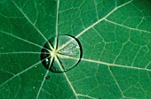 WATER DROPLET ON LEAF