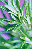 ROSMARINUS OFFICINALIS, ROSEMARY