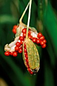 IRIS FOETIDISSIMA, IRIS - STINKING IRIS