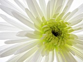 CHRYSANTHEMUM, CHRYSANTHEMUM