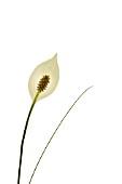 SPATHIPHYLLUM WALLISII, PEACE LILY