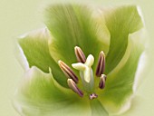 TULIPA ‘SPRING GREEN’, TULIP