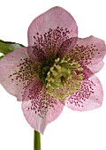 HELLEBORUS, HELLEBORE