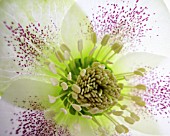 HELLEBORUS, HELLEBORE