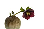 HELLEBORUS, HELLEBORE