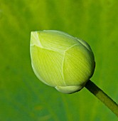 NYMPHAEA, WATER LILY