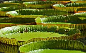 NYMPHAEA, WATER LILY