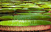 NYMPHAEA, WATER LILY