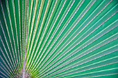 PALM - FAN PALM