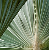 PALM - FAN PALM