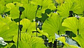 NYMPHAEA, WATER LILY