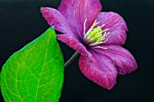 CLEMATIS ‘VILLE DE LYON’