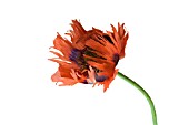 PAPAVER ORIENTALE CURLILOCKS, POPPY - ORIENTAL POPPY