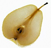 PYRUS COMMUNIS, PEAR