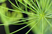 FOENICULUM VULGARE, FENNEL