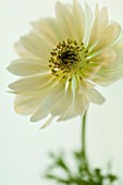 ANEMONE CORONARIA ‘MOUNT EVEREST’, ANEMONE