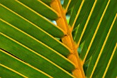 PALM