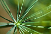 FOENICULUM VULGARE, FENNEL