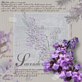 LAVANDULA AUGUSTIFOLIA, LAVENDER