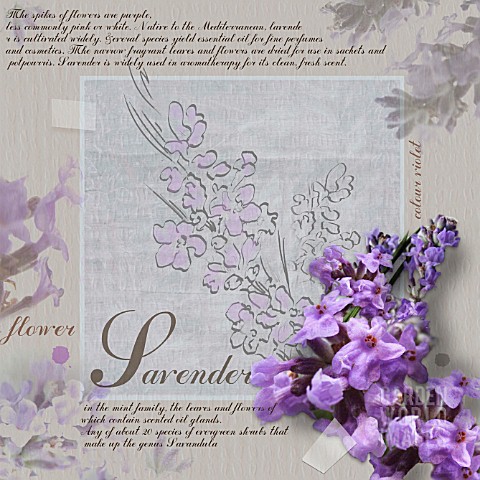 LAVANDULA_AUGUSTIFOLIA_LAVENDER