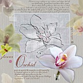 CYMBIDIUM, ORCHID